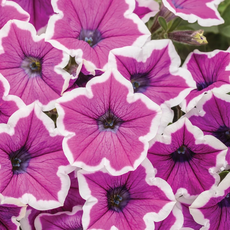Pétunia SUPERTUNIA® Hoopla Vivid Orchid