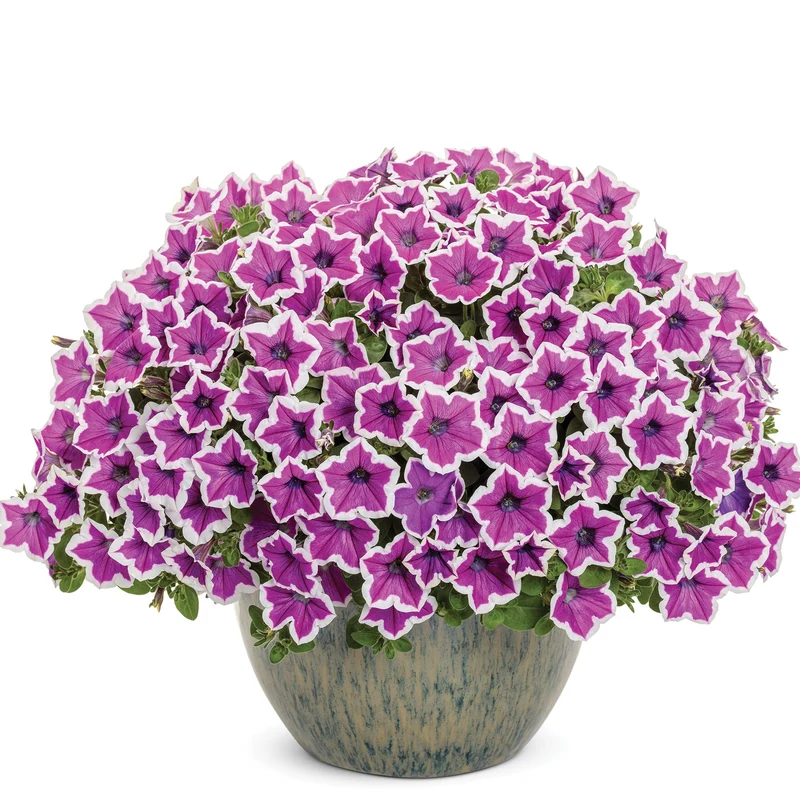 Pétunia SUPERTUNIA® Hoopla Vivid Orchid