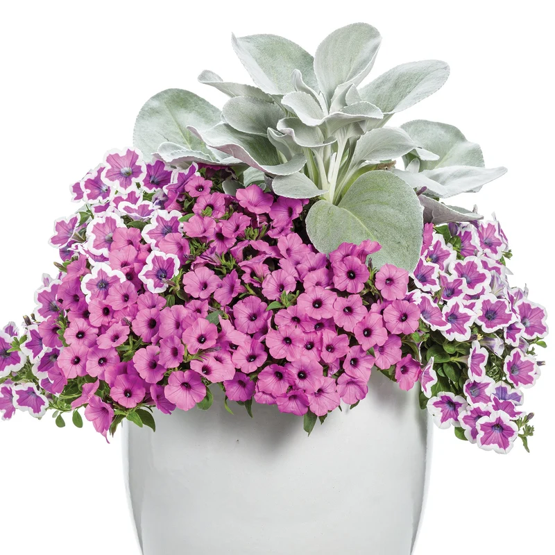 Pétunia SUPERTUNIA® Hoopla Vivid Orchid