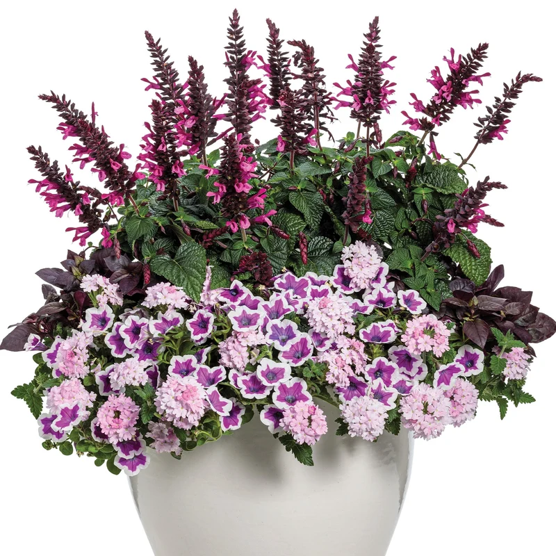 Pétunia SUPERTUNIA® Hoopla Vivid Orchid