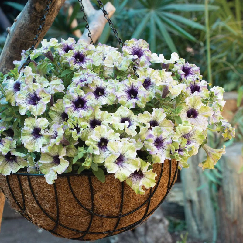 Pétunia AMAZONAS™ Plum Cockatoo