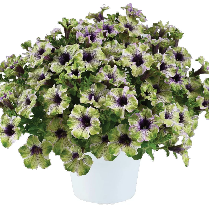 Pétunia AMAZONAS™ Plum Cockatoo