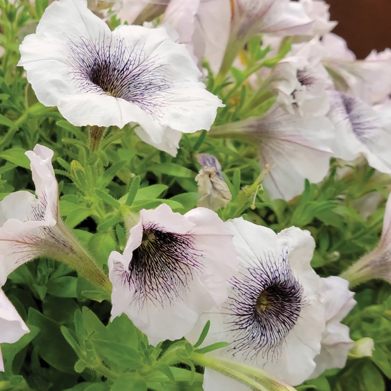 Pétunia CRAZYTUNIA® Black & White