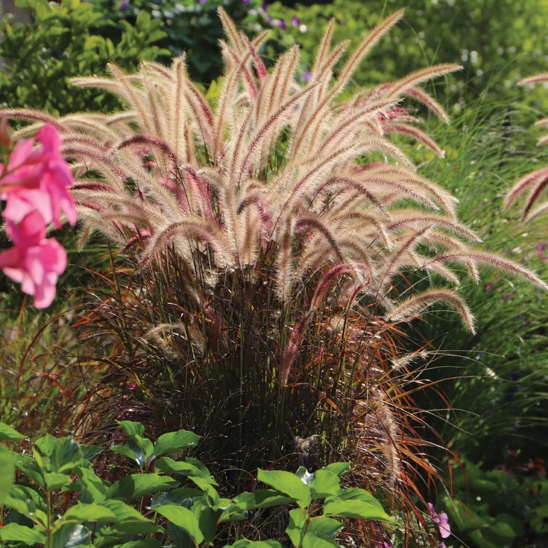 Pennisetum setaceum 'Rubrum' - Herbe aux écouvillons pourpres