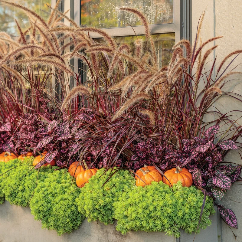 Pennisetum setaceum 'Rubrum' - Herbe aux écouvillons pourpres