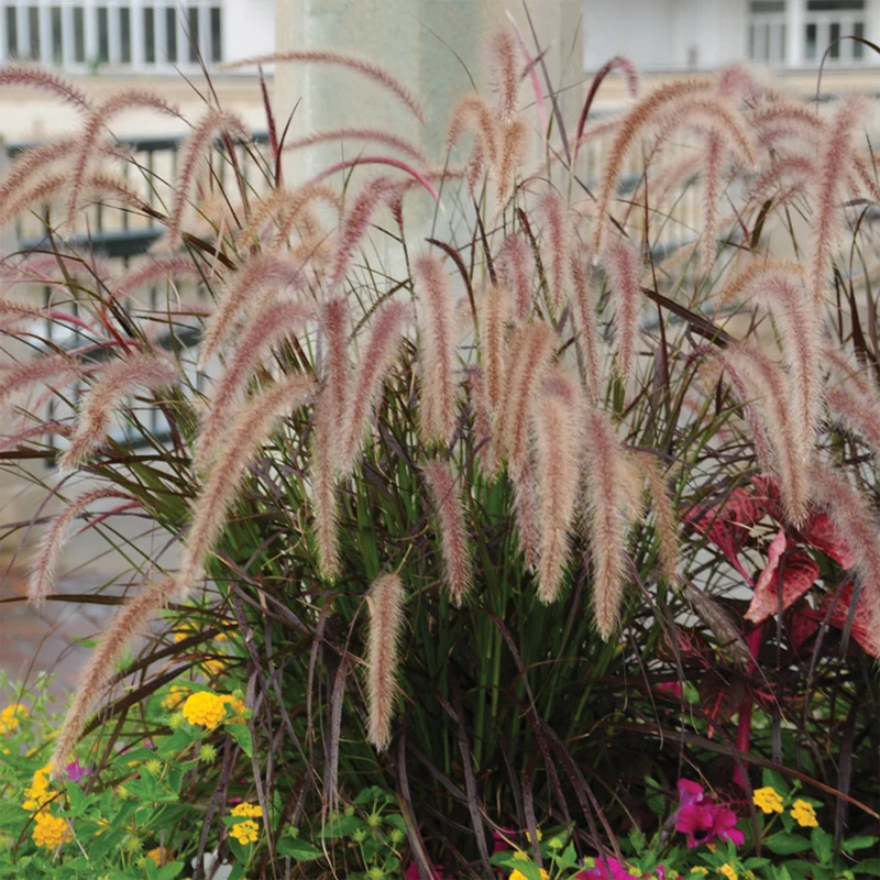 Pennisetum setaceum 'Rubrum' - Herbe aux écouvillons pourpres