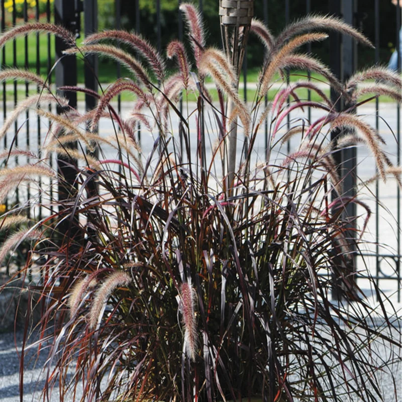 Pennisetum setaceum 'Rubrum' - Herbe aux écouvillons pourpres