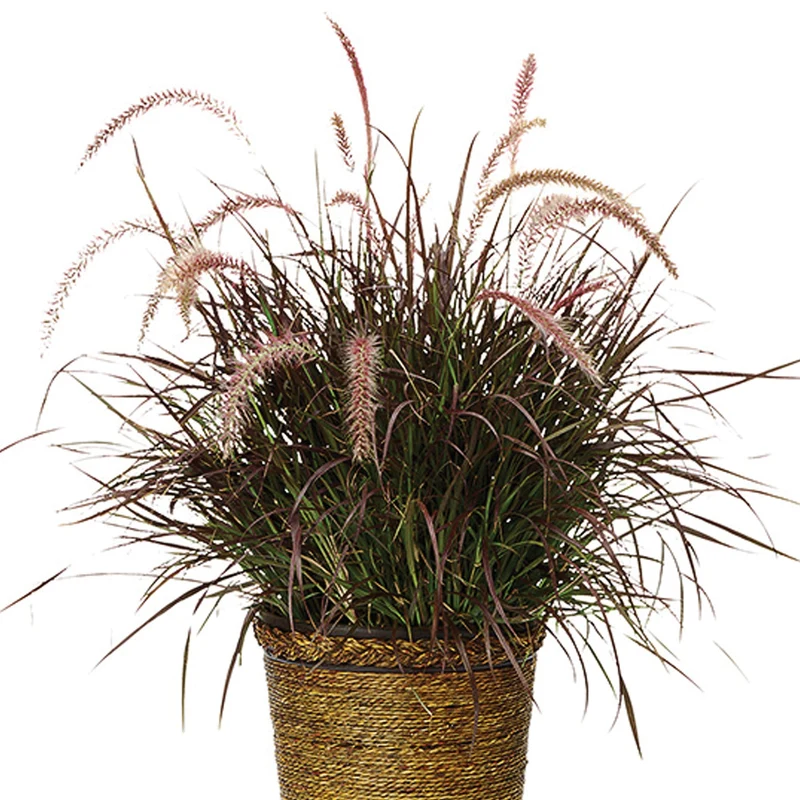 Pennisetum setaceum 'Rubrum' - Herbe aux écouvillons pourpres