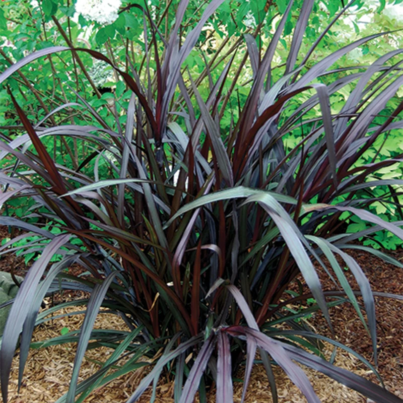 Pennisetum pourpre 'First Knight'