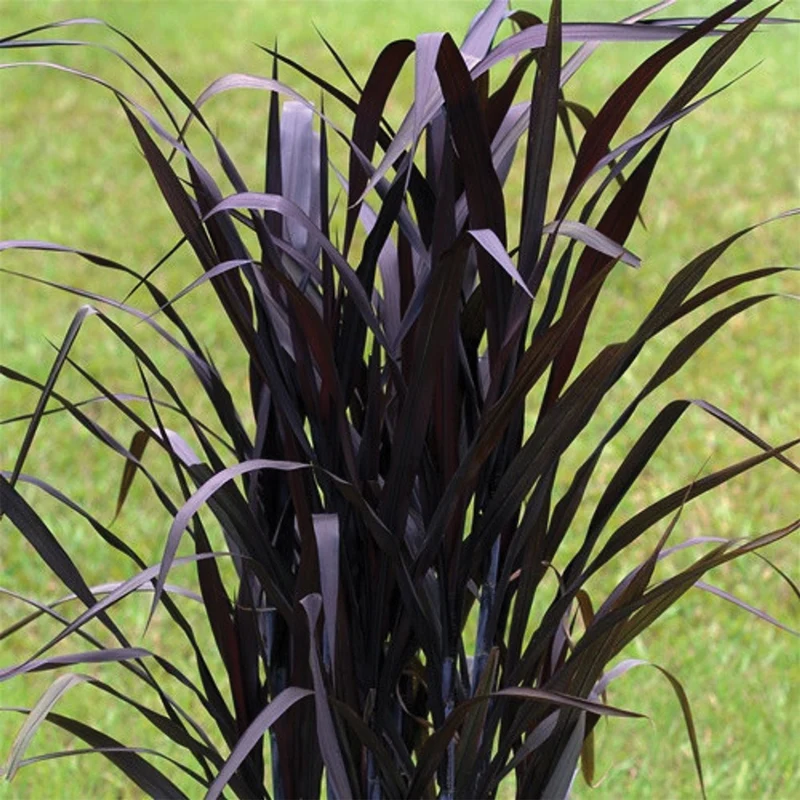 Pennisetum pourpre 'First Knight'