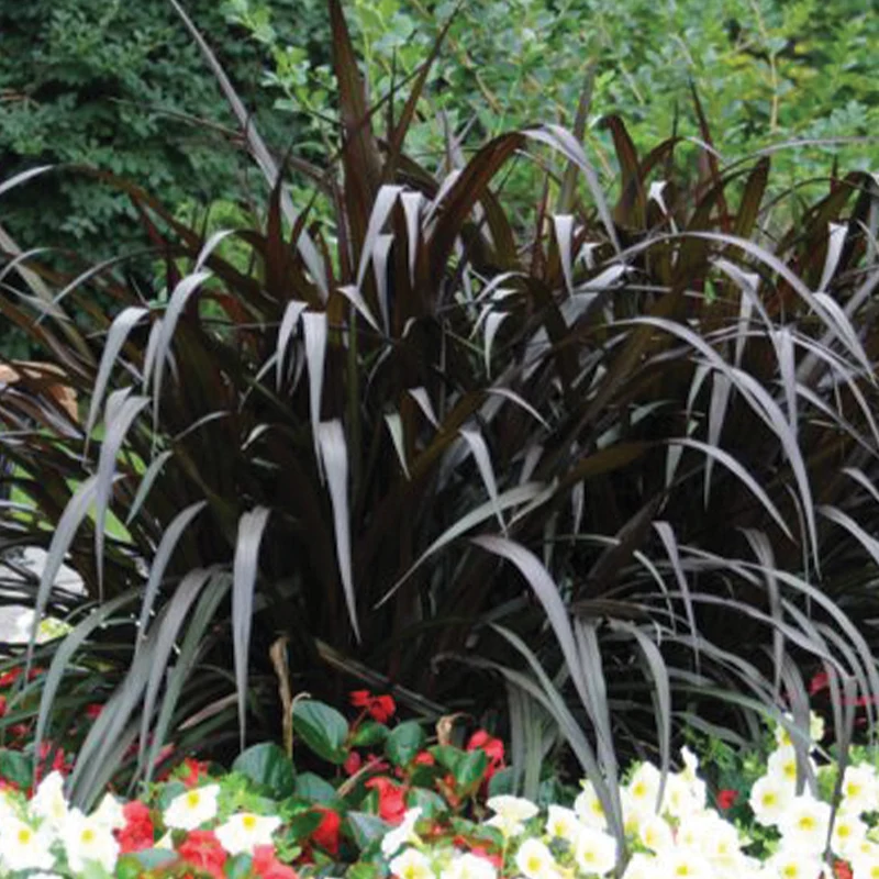 Pennisetum pourpre 'First Knight'