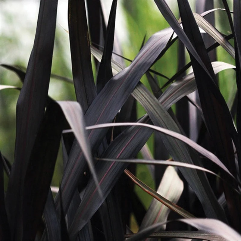 Pennisetum pourpre 'First Knight'