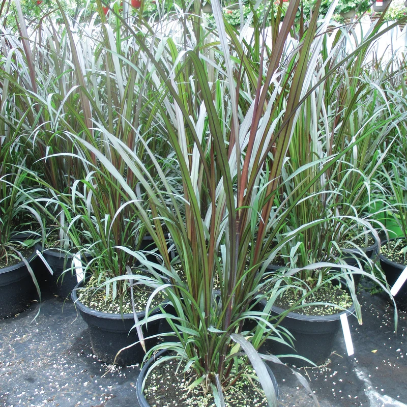 Pennisetum pourpre 'First Knight'