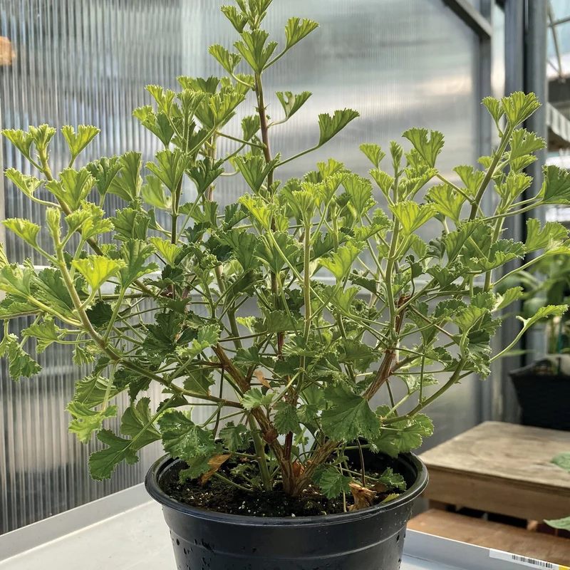 Géranium citron