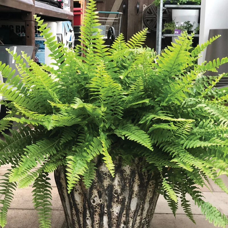Nephrolepis exaltata – Fougère de Boston