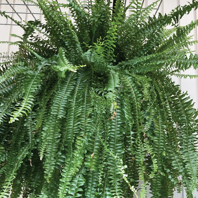 Nephrolepis exaltata – Fougère de Boston