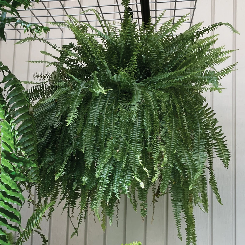 Nephrolepis exaltata – Fougère de Boston