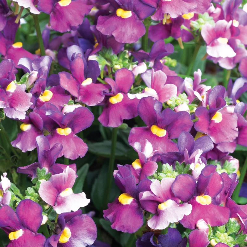 Nemesia ‘Escential® Cherryberry’ – Némésie Cherryberry