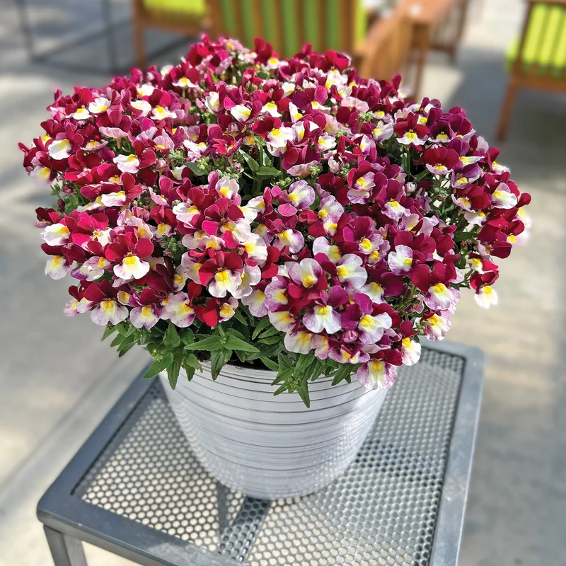 Nemesia ‘Escential® Cherryberry’ – Némésie Cherryberry