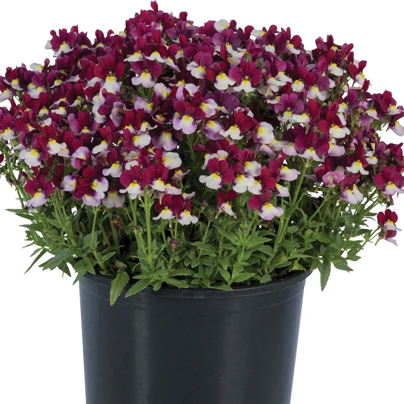 Nemesia ‘Escential® Cherryberry’ – Némésie Cherryberry