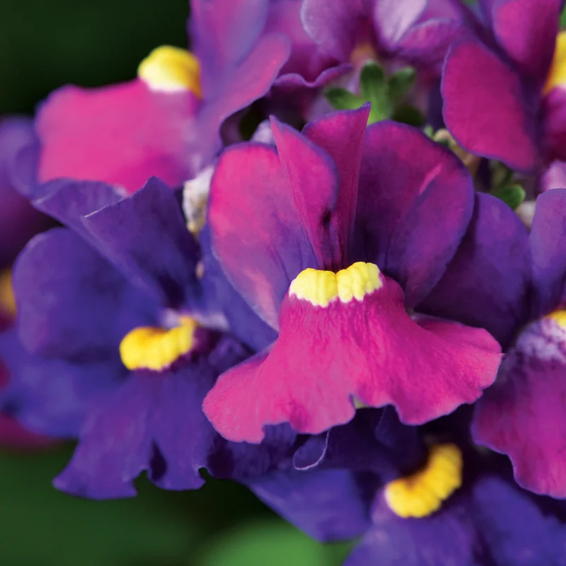 Némésia ESCENTIAL® Bumbleberry