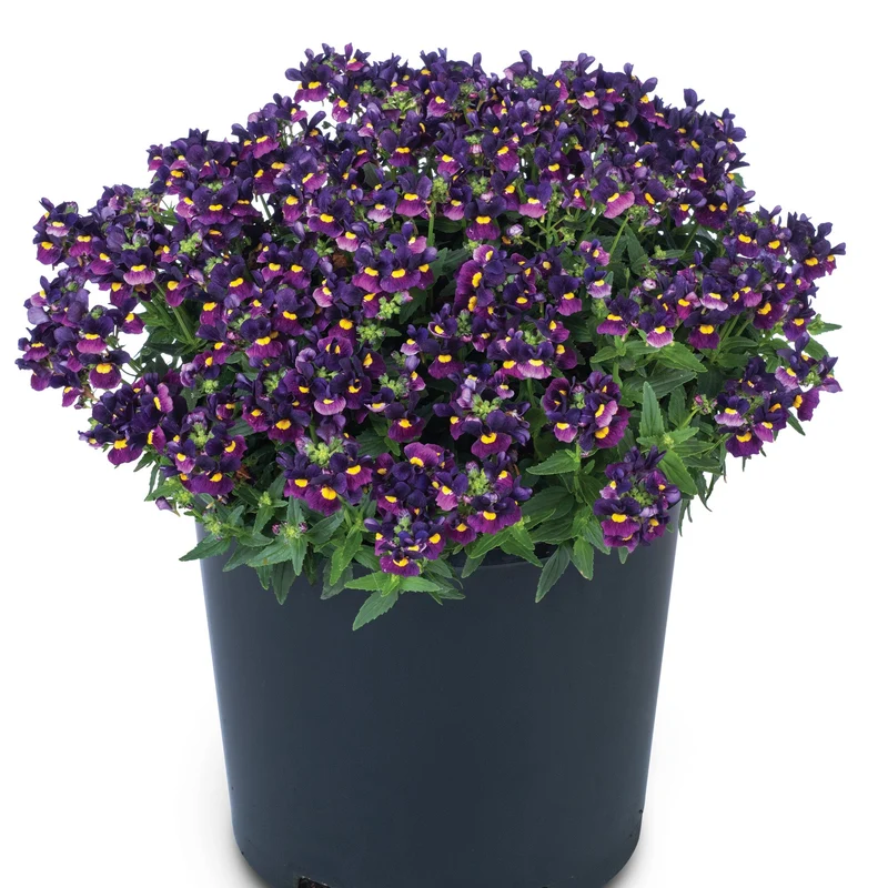 Némésia ESCENTIAL® Bumbleberry