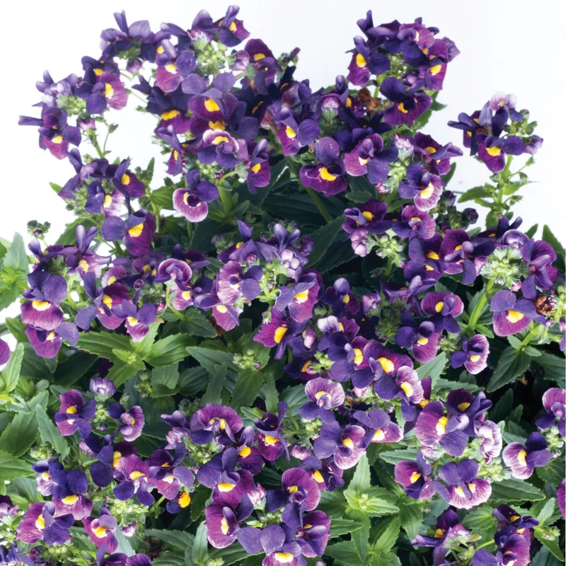 Némésia ESCENTIAL® Bumbleberry