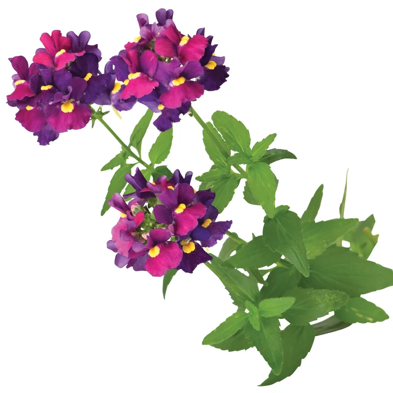 Némésia ESCENTIAL® Bumbleberry