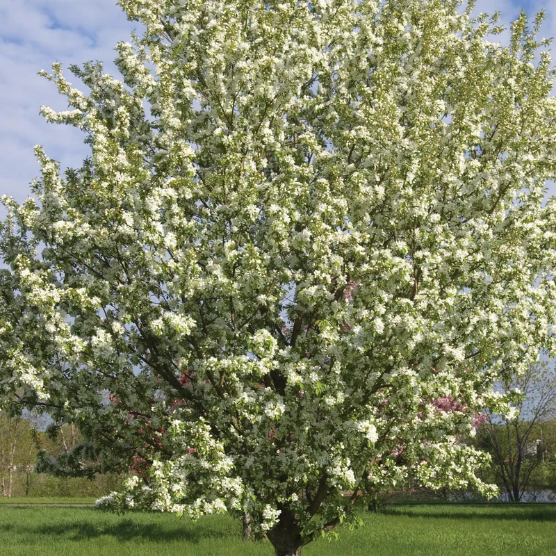 Pommetier 'Spring Snow'
