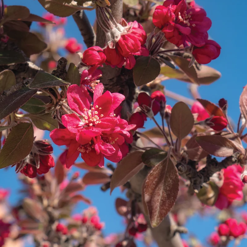 Malus 'JFS-KW5' ROYAL RAINDROPS® – Pommetier Royal Raindrops®