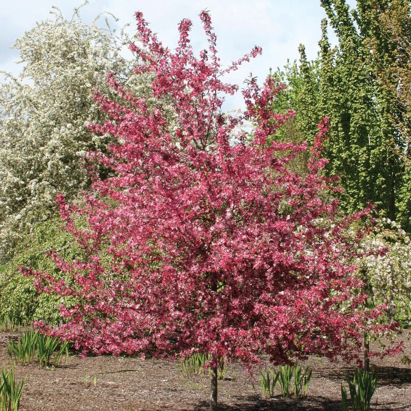 Malus 'JFS-KW5' ROYAL RAINDROPS® – Pommetier Royal Raindrops®