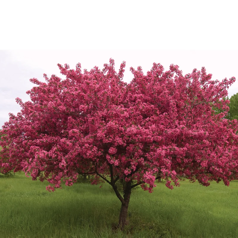 Malus 'Prairifire' - Pommetier 'Prairifire'