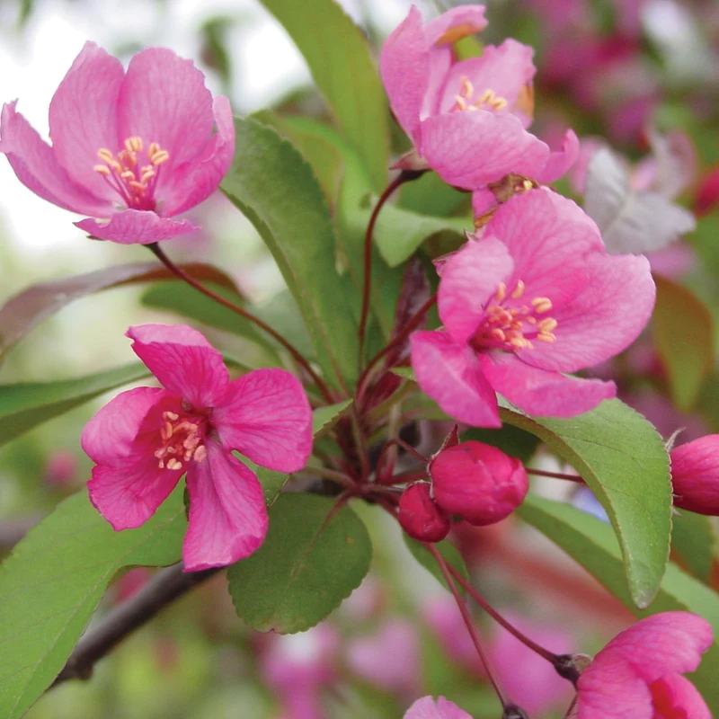 Malus 'Prairifire' - Pommetier 'Prairifire'