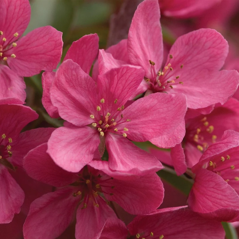 Malus 'Prairifire' - Pommetier 'Prairifire'