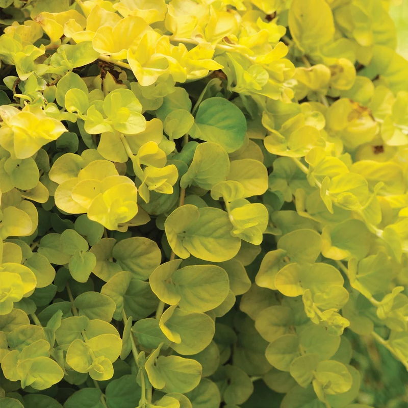 Lysimaque 'Goldilocks'