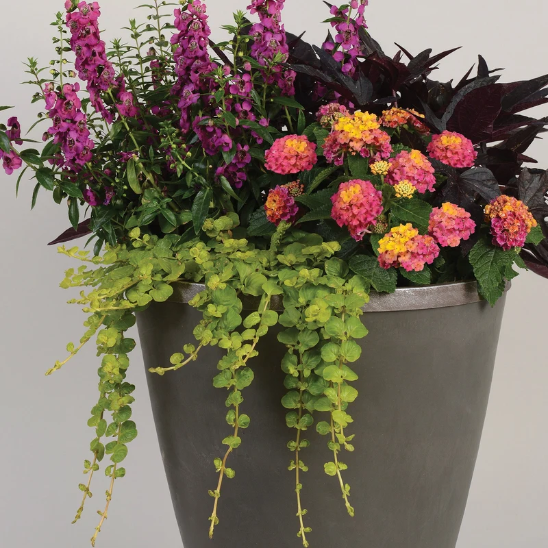 Lysimaque 'Goldilocks'
