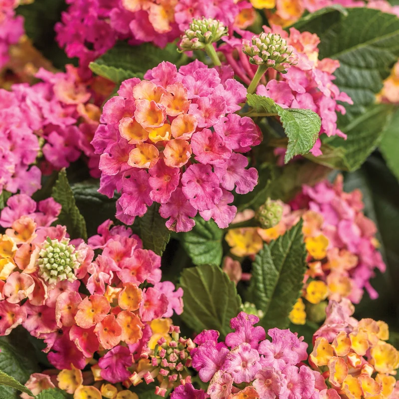 Lantana LUSCIOUS® Royal Cosmo