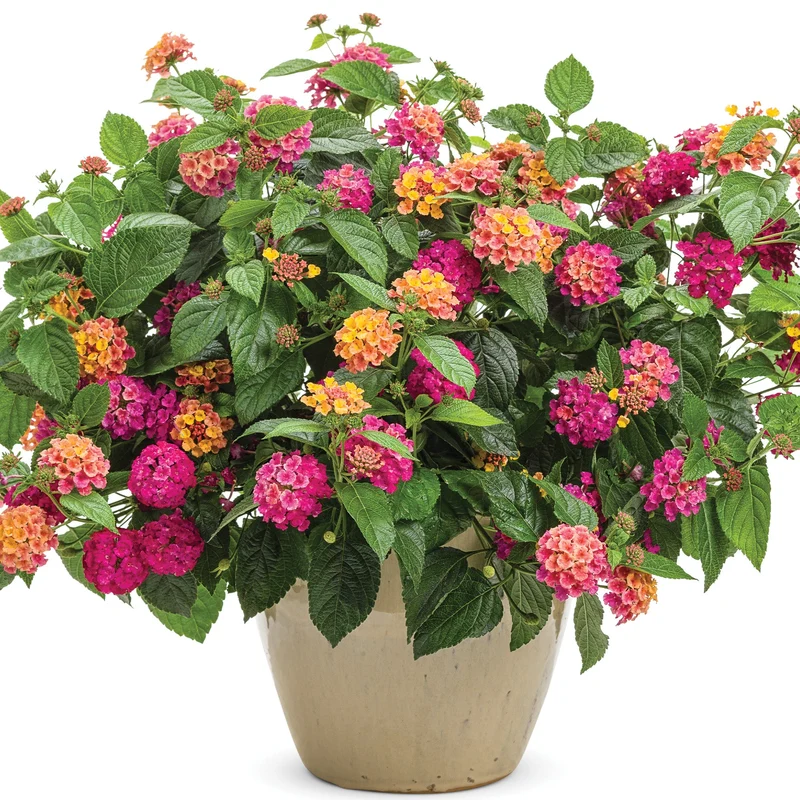 Lantana LUSCIOUS® Royal Cosmo