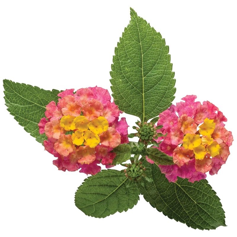 Lantana LUSCIOUS® Royal Cosmo