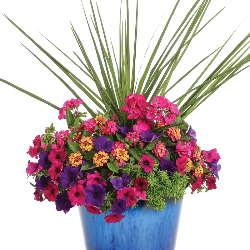 Lantana LUSCIOUS® Royal Cosmo