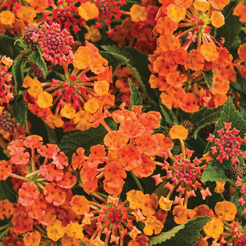 Lantana LUSCIOUS® Marmalade
