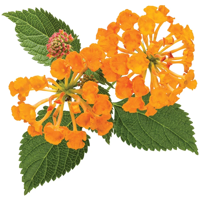 Lantana LUSCIOUS® Marmalade