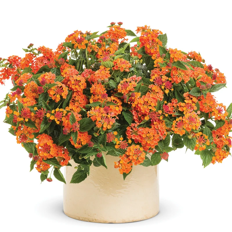 Lantana LUSCIOUS® Marmalade