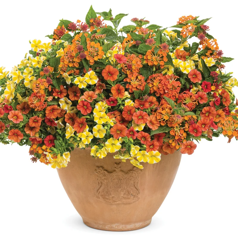 Lantana LUSCIOUS® Marmalade