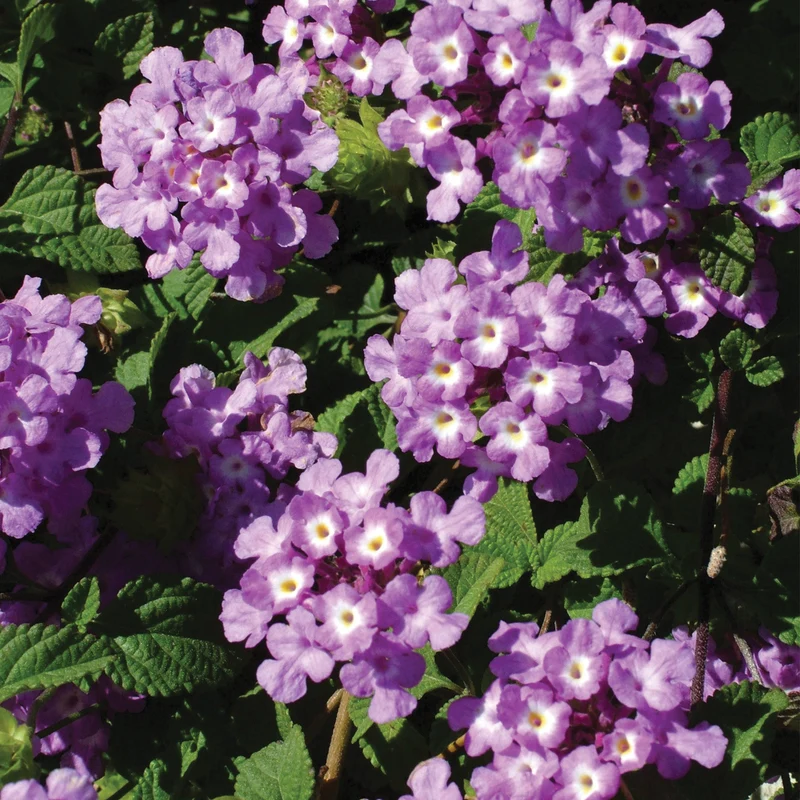 Lantana LUSCIOUS® Grape