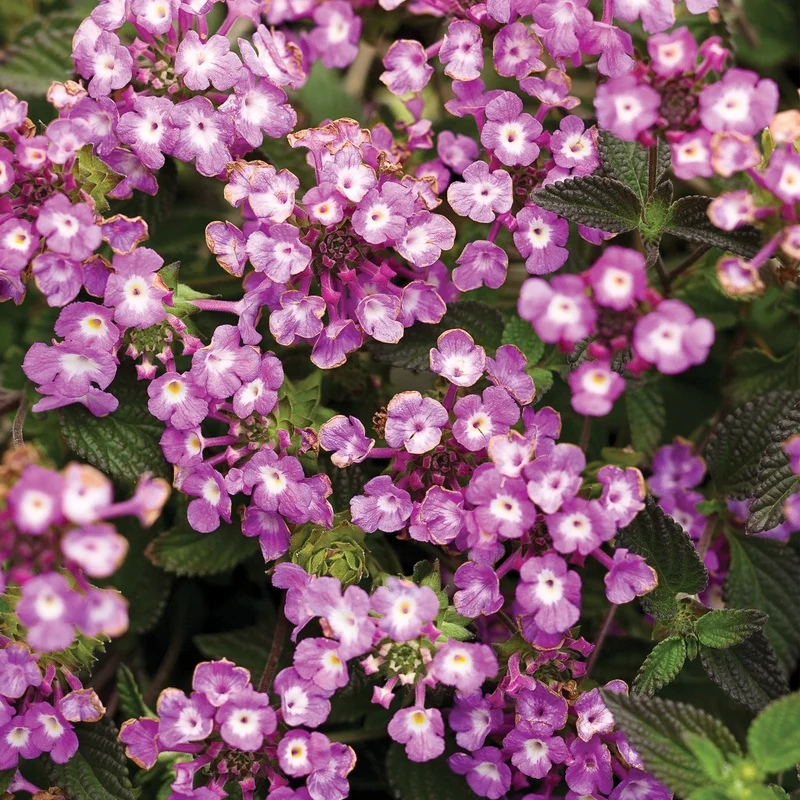 Lantana LUSCIOUS® Grape