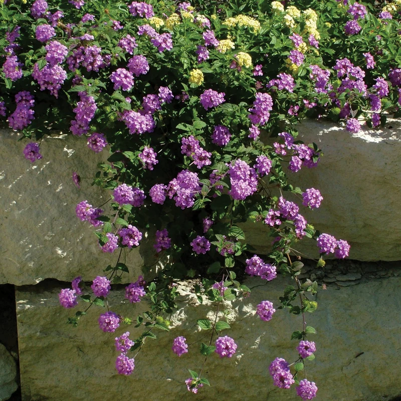 Lantana LUSCIOUS® Grape