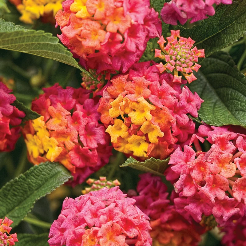 Lantana LUSCIOUS® Berry Blend™