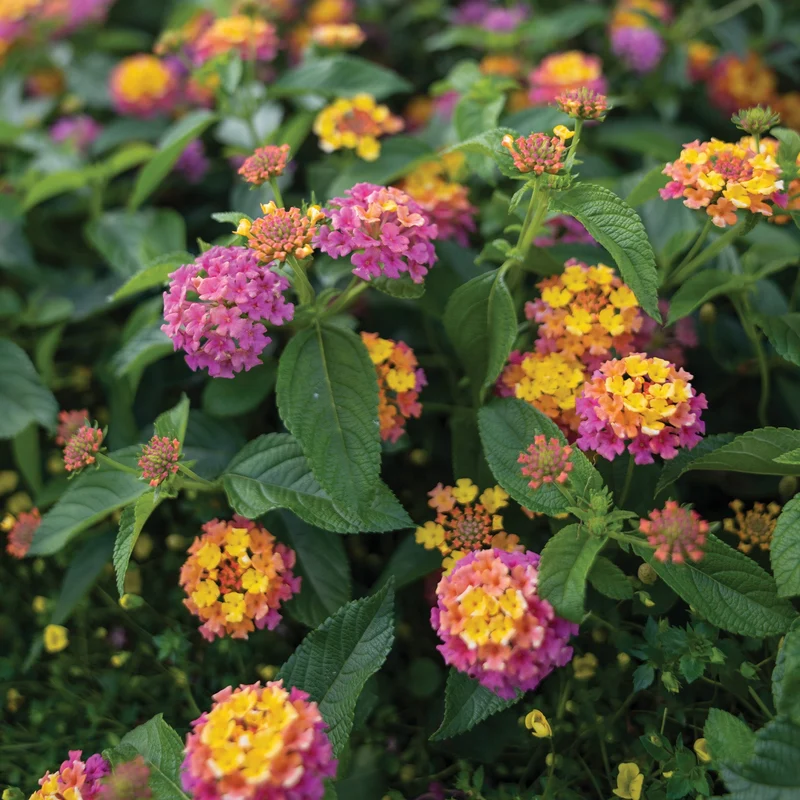 Lantana LUSCIOUS® Berry Blend™