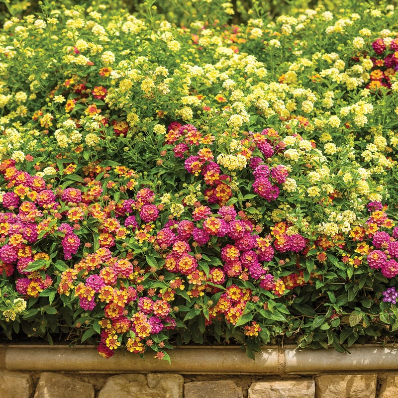 Lantana LUSCIOUS® Berry Blend™